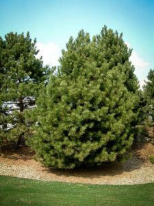 Сосна Чёрная (Pinus Nigra) купить по цене от 270.00р. в интернет-магазине «Посадика» с доставкой почтой в в Тутаеве и по всей России – [изображение №1].