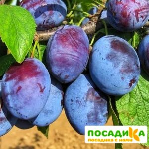 Слива Чачакская ранняя купить по цене от 229.00р. в интернет-магазине «Посадика» с доставкой почтой в в Тутаеве и по всей России – [изображение №1].