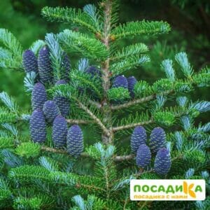 Пихта корейская (Abies koreana) купить по цене от 450.00р. в интернет-магазине «Посадика» с доставкой почтой в в Тутаеве и по всей России – [изображение №1].