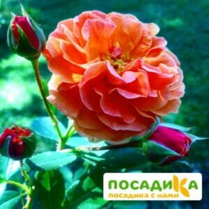 Роза Арабия купить по цене от 350.00р. в интернет-магазине «Посадика» с доставкой почтой в в Тутаеве и по всей России – [изображение №1].