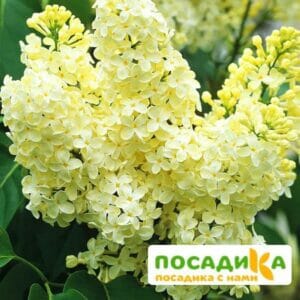 Сирень Примроуз (Primrose) купить по цене от 529.00р. в интернет-магазине «Посадика» с доставкой почтой в в Тутаеве и по всей России – [изображение №1].