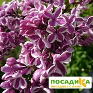 Сирень Сенсация купить по цене от 529.00р. в интернет-магазине «Посадика» с доставкой почтой в в Тутаеве и по всей России – [изображение №1].