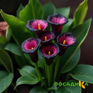 Калла Аура Лейс купить по цене от 400р. в интернет-магазине «Посадика» с доставкой почтой в в Тутаеве и по всей России – [изображение №1].
