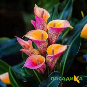 Калла Оникс купить по цене от 450р. в интернет-магазине «Посадика» с доставкой почтой в в Тутаеве и по всей России – [изображение №1].