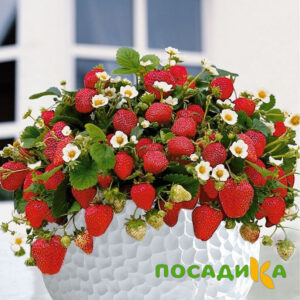 Клубника Рубиновый Шепот (горшечная) купить по цене от 240р. в интернет-магазине «Посадика» с доставкой почтой в в Тутаеве и по всей России – [изображение №1].