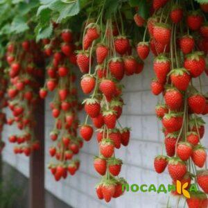 Клубника вьющаяся Комплимент купить по цене от 470р. в интернет-магазине «Посадика» с доставкой почтой в в Тутаеве и по всей России – [изображение №1].