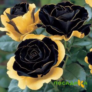 Роза Ханни Сикл купить по цене от 700р. в интернет-магазине «Посадика» с доставкой почтой в в Тутаеве и по всей России – [изображение №1].