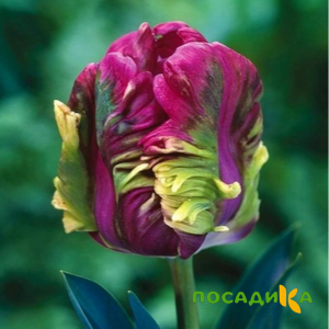 Тюльпан Экзотик Хэвен купить по цене от 186р. в интернет-магазине «Посадика» с доставкой почтой в в Тутаеве и по всей России – [изображение №1].