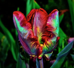 Тюльпан Эирпрайз купить по цене от 270р. в интернет-магазине «Посадика» с доставкой почтой в в Тутаеве и по всей России – [изображение №1].